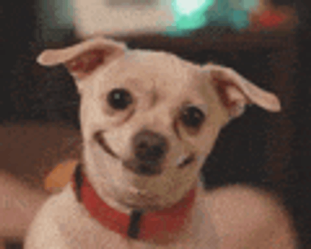 Meme Dog Smile Dog Meme GIF
