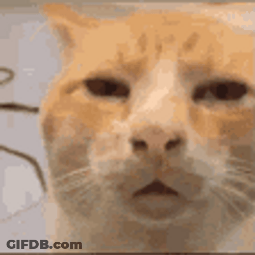Meme Faces Cat With Half Opened Eyes GIF