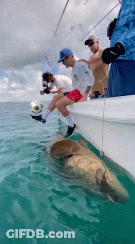Men Fishing One Wearing Adidas Shirt GIF
