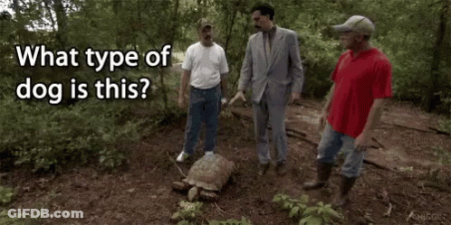 Men Standing Around Tortoise In Woods GIF
