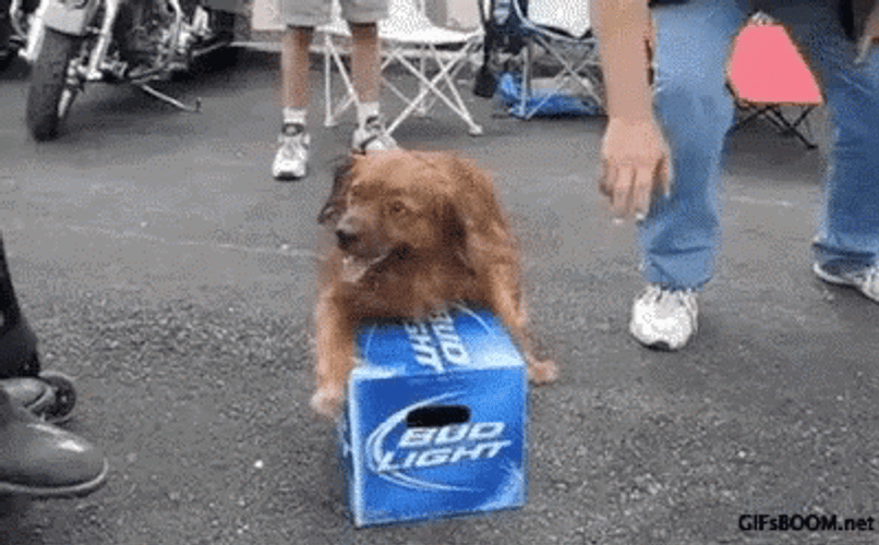 Men Trying To Get Bud Light Box From A Dog GIF
