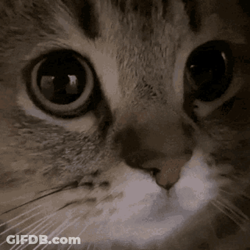 Meow Cat GIF