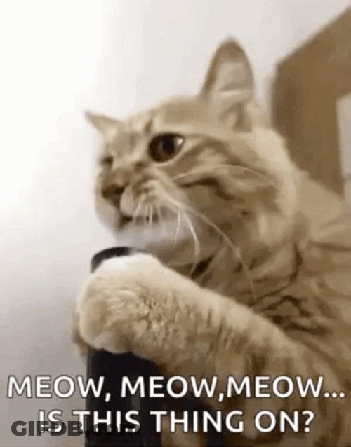 Meow Mic Testing GIF