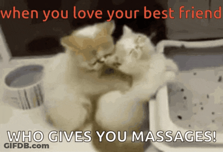 Meow Myboii99 GIF