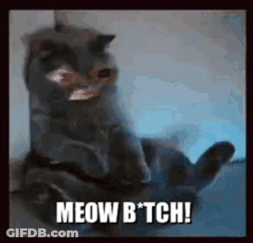 Meow GIF