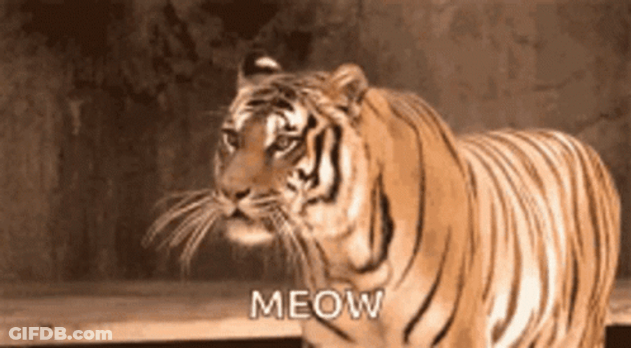 Meow Tiger King GIF