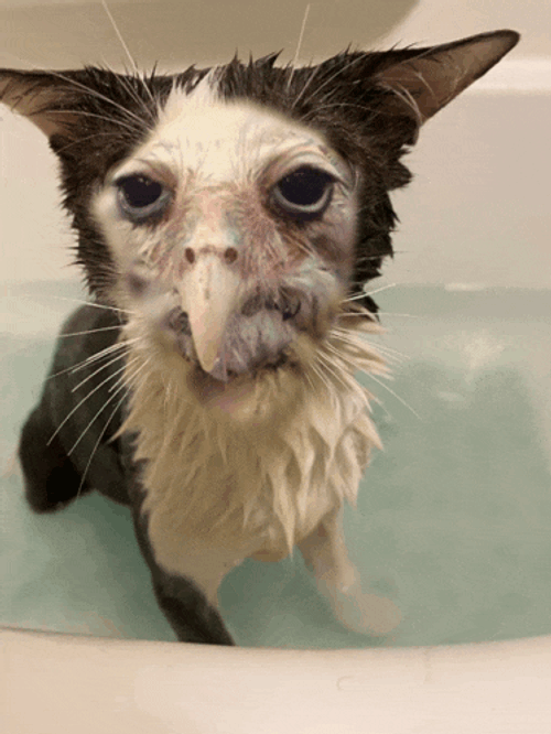 Meowl Cat Meme GIF