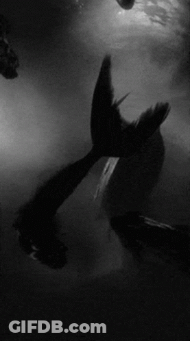 Mermaid Tail In Black And White GIF
