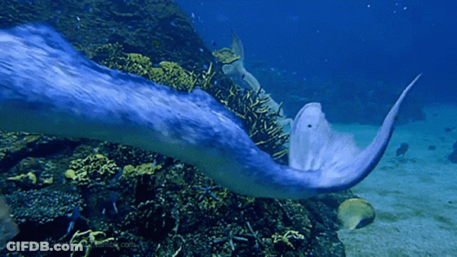 Mermaid Tail Underwater GIF