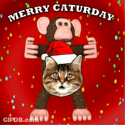 Merry Caturday Cat And Monkey GIF