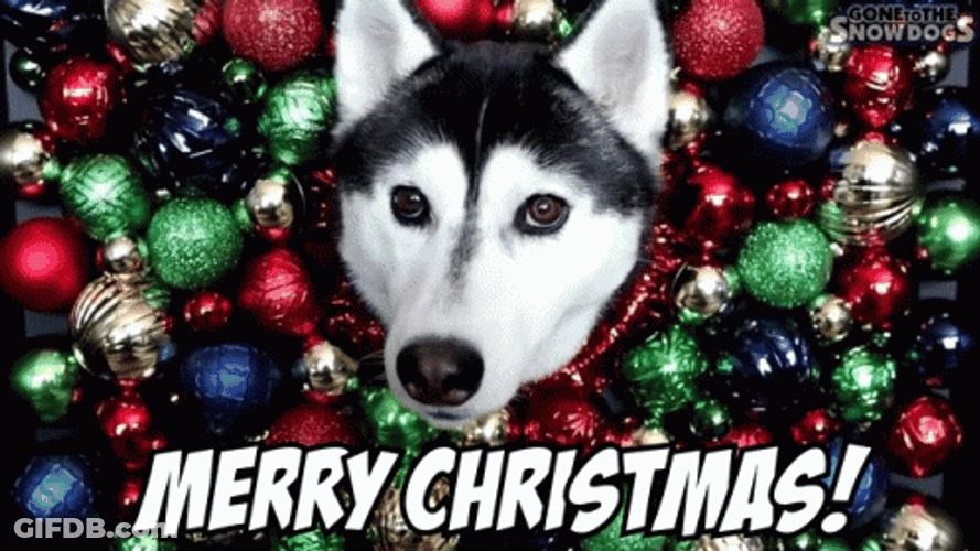Merry Christmas Balls Christmas Dog GIF