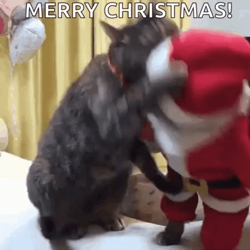 Merry Christmas Cat Fighting GIF