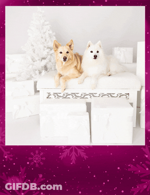 Merry Christmas Cats With Dogs GIF