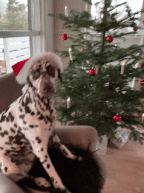 Merry Christmas Dalmatian Dog GIF