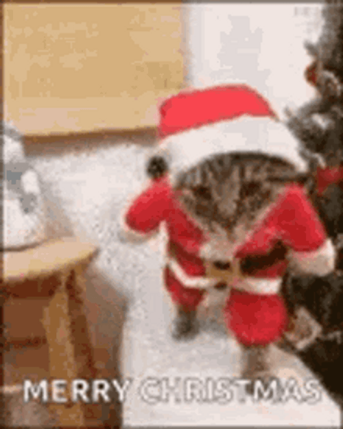 Merry Christmas Funny Cat Doing Its Cat Walk GIF