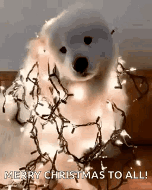 Merry Christmas Funny Dog Wearing Christmas Lights GIF