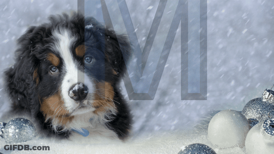 Merry Christmas Happy New Year Christmas Dog GIF