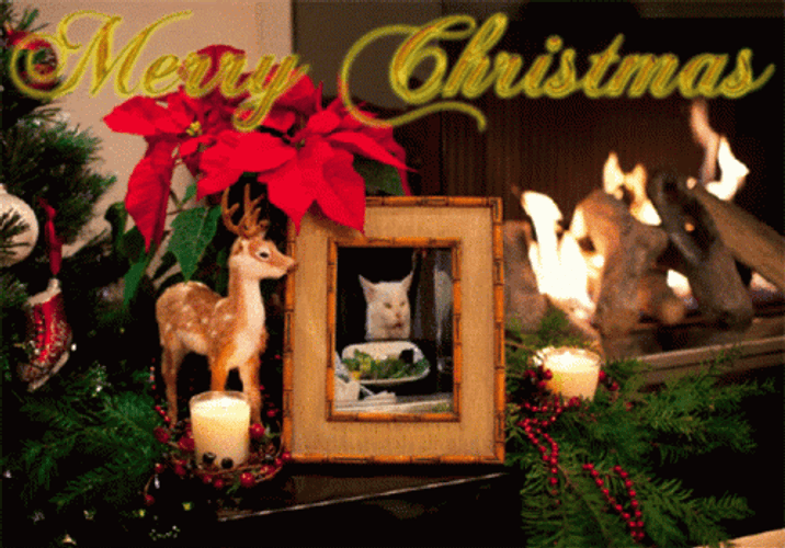 Merry Christmas In July Card GIF