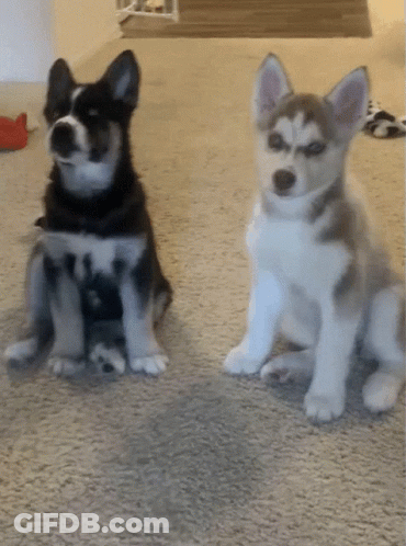 Merry Christmas Wishing A Rockin Christmas And Happy New Year GIF