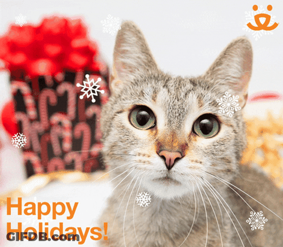 Merry Snowy Christmas From Cat Friend GIF