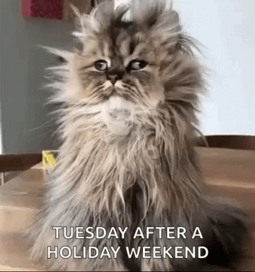 Messy Cat Hair Tired Tuesday GIF