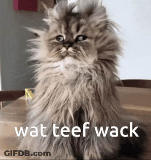 Messy Cat Wat Teef Wack GIF