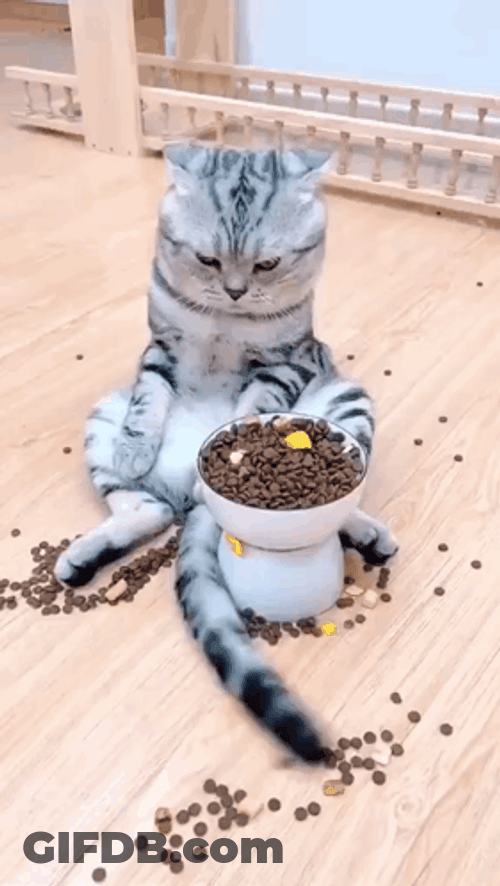 Messy Eater Cat With Bowl Of Food GIF
