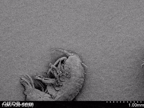 Metal Object Under Microscope With Ruler GIF