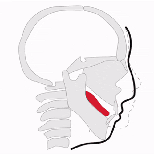 Mewing Meme Jaw Position GIF