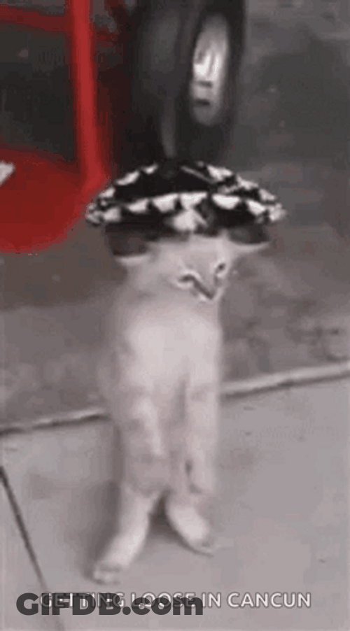 Mexican Hat Steady Dancing Cat Meme GIF