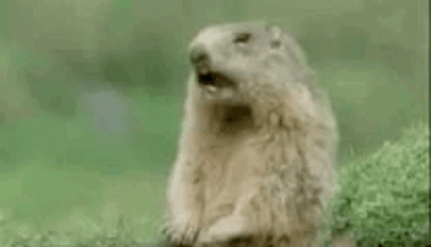 Mexican Prairie Steve GIF