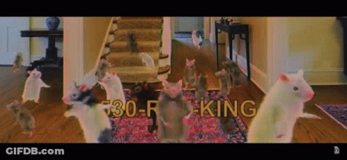 Mice In Room With 530-R King Written On Top GIF