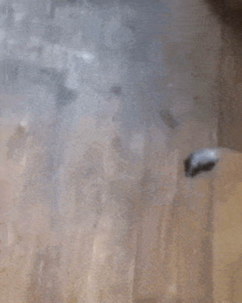 Mice Mouse GIF