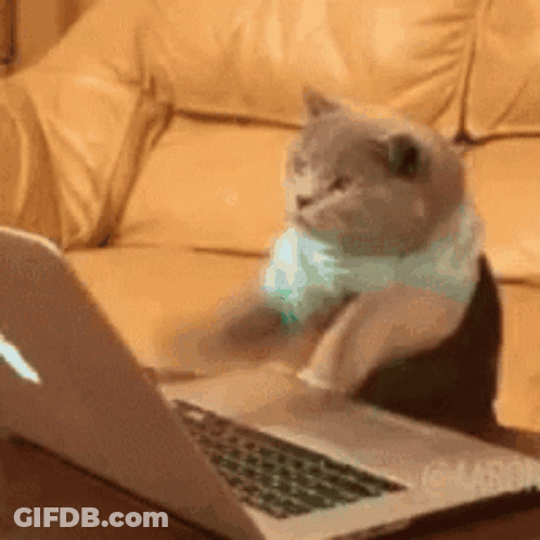 Michael The Cat Typing GIF