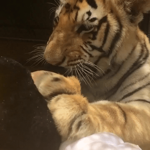 Mickey Mouse Plushie Tiger GIF