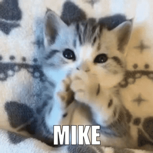 Mike Mike Mike Cute Kitten GIF