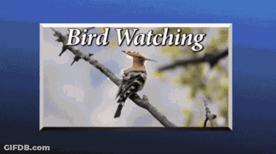 Mike Mitchel Bird Watching GIF