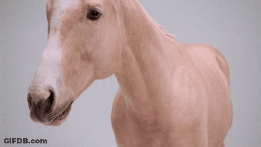 Milk Brown Horse Neigh GIF