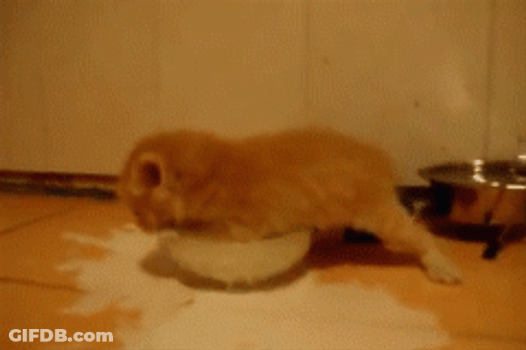 Milk GIF