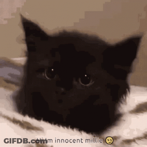 Millie Innocent Cat Ear Down GIF