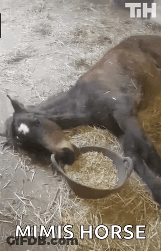 Mimis Horse Laying Next To Hay Bowl GIF