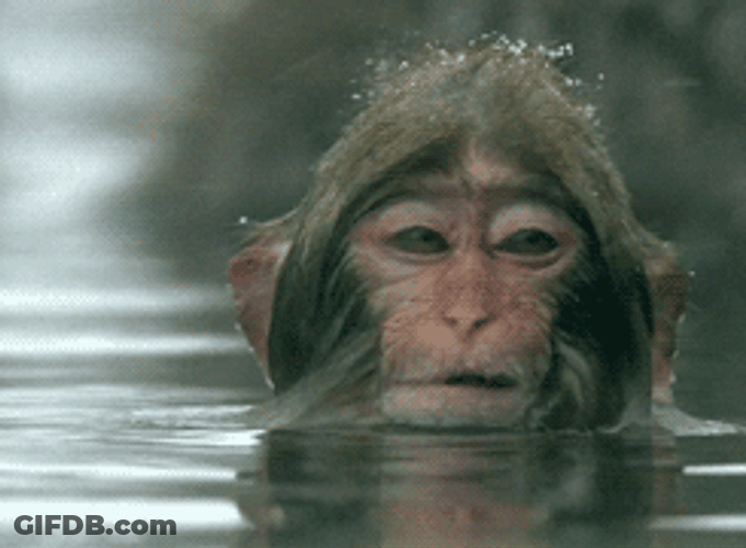 Minding My Business Monkey Bathing GIF