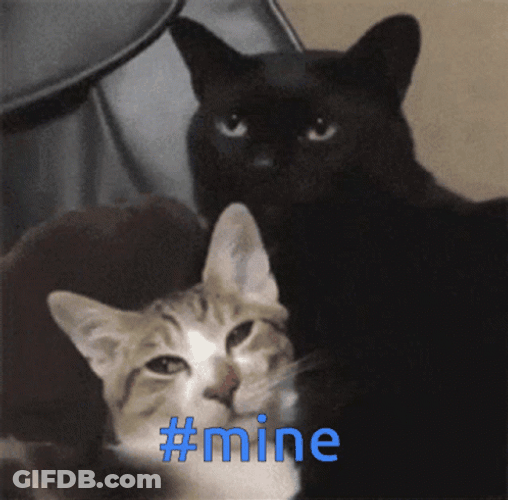 Mine Grumpy Cat Claiming Kitten GIF