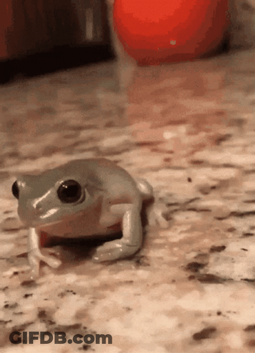 Mini Hat For Cute Frog GIF
