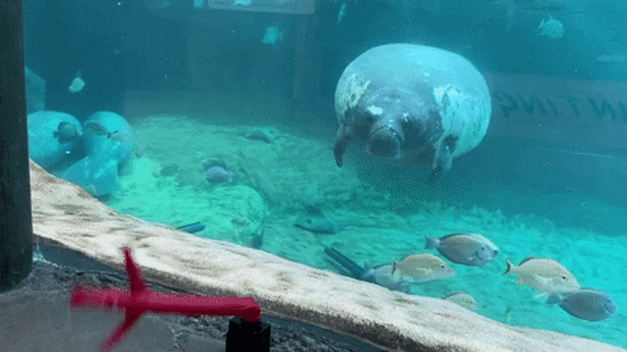 Mini Inflatable Tube Man Dancing Outside Aquarium GIF