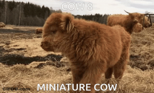 Miniature Cow In Field With Background Cow GIF