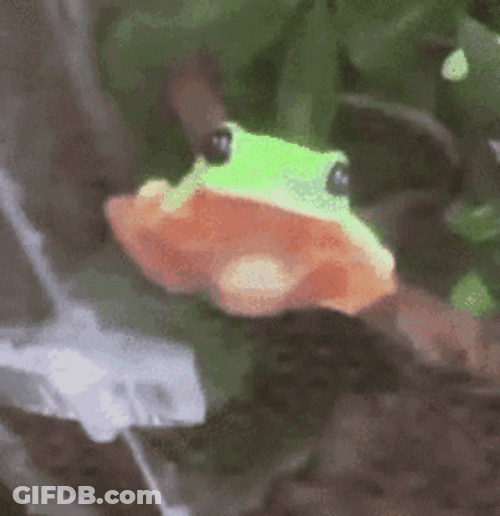 Mirror Pulling Up Cute Frog GIF