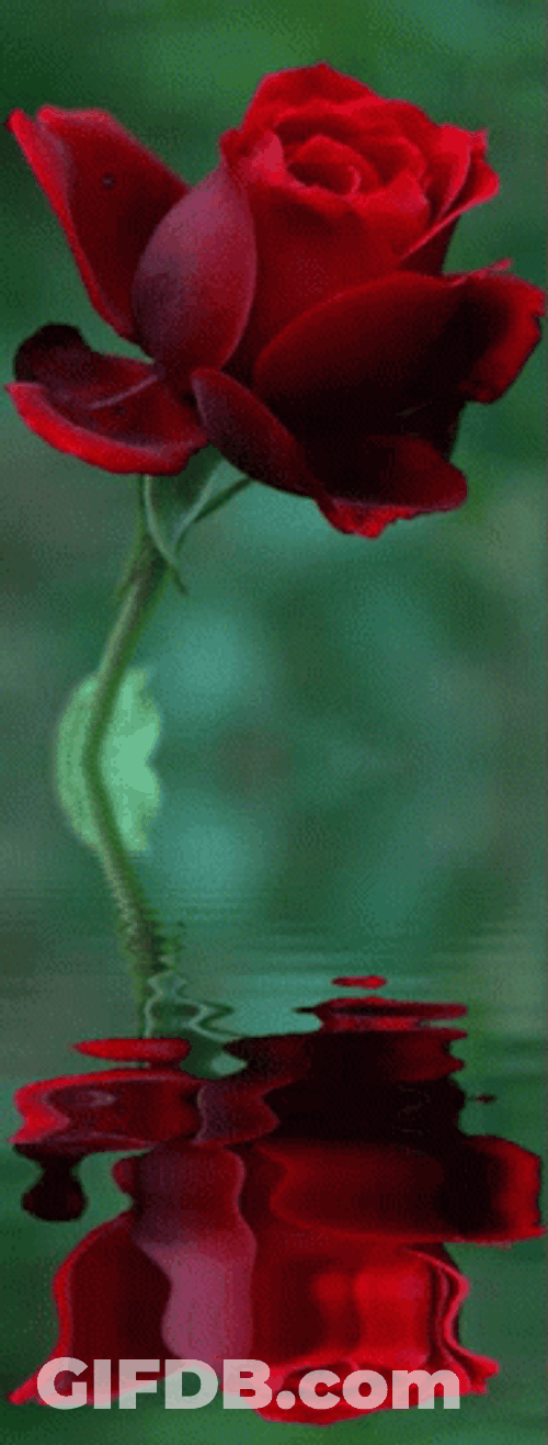 Mirrored Red Rosas GIF