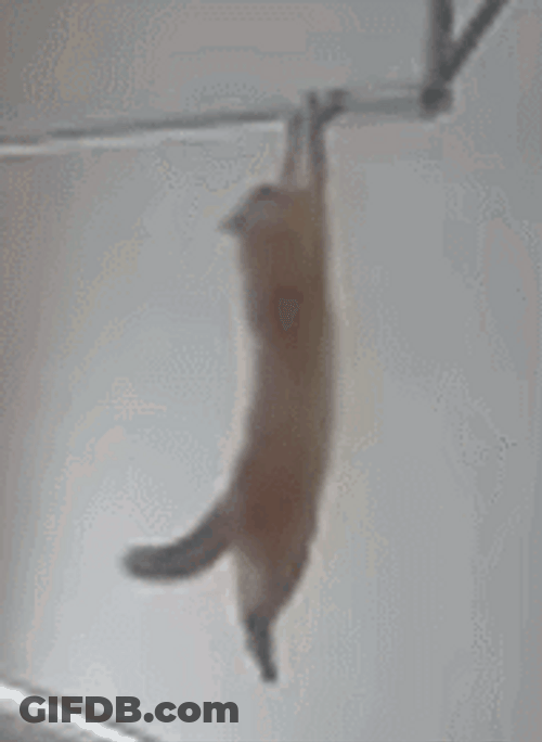 Mischievous Cat Hanging On Pole GIF