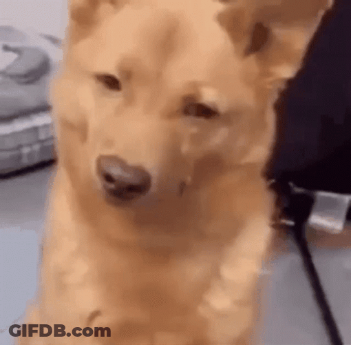 Mischievous Dog Eye GIF